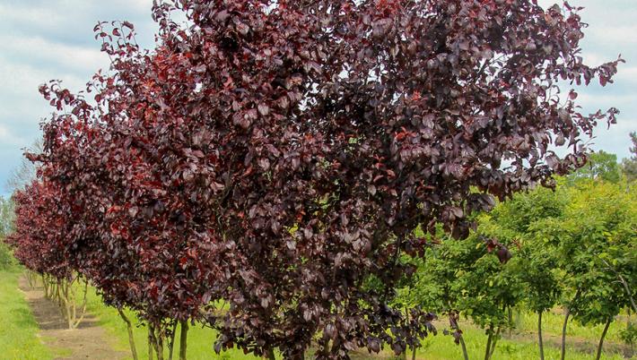 Prunus cerasifera 'Nigra' (Sierkers)